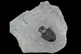 Asaphiscus Trilobite Molt With Pyrite - Wheeler Shale, Utah #97178-1